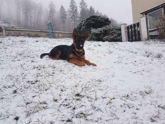 Welpen Bilder !-Beitrag-Bild