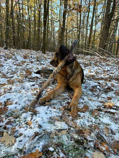 Hundetreffen-Suche für Brutus einen Spielgefährten 🐕-Bild