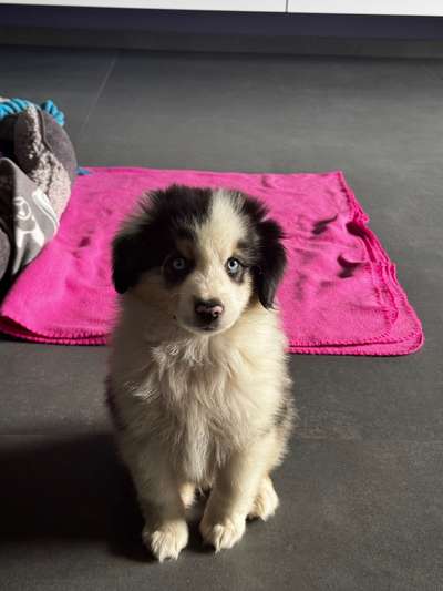 Hundetreffen-Spielkameraden gesucht-Bild