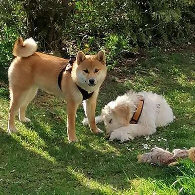 Seltene Rassen!-Beitrag-Bild