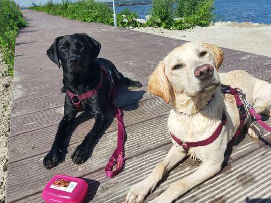 Die Dogorama Wochen Challenge: “Dein Hund im Urlaub”-Beitrag-Bild