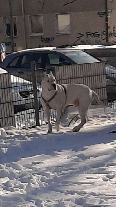 Rassen und ihre Eigenschaften-Beitrag-Bild