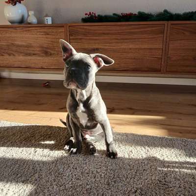 Hundetreffen-Hallo ich bin Zino 15 Wochen alt und suche Freunde in meinem Alter oder älter zum Spielen.-Bild