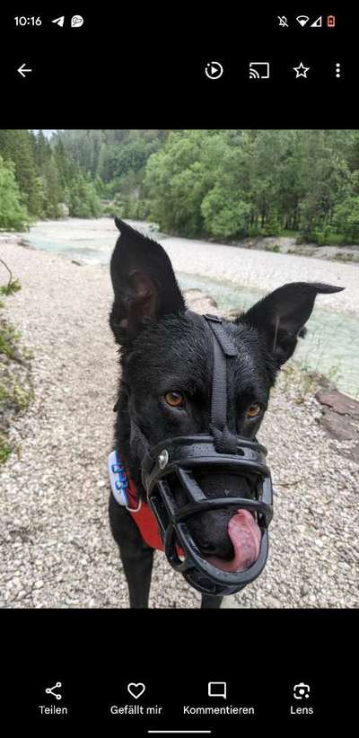 Hundetreffen-Begegnungstraining in der Lohe-Bild