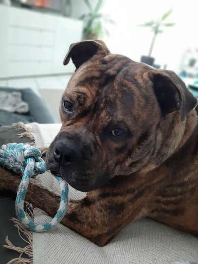 Wo sind meine AMERICAN BULLDOGS?-Beitrag-Bild