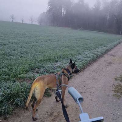 Hundetreffen-Canicross/Bikejöring-Bild