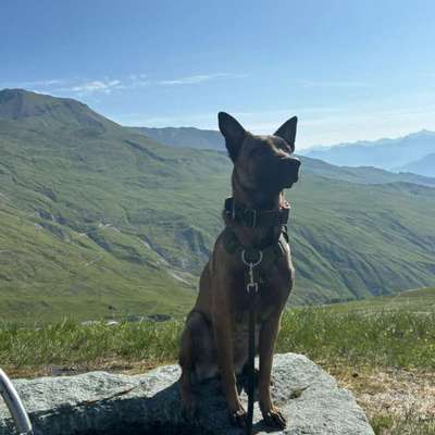 Hundetreffen-Spielen-Bild