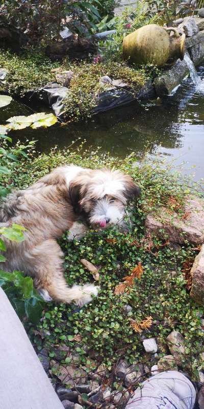 Fotochallenge Nr. 59 - Mein Hund zeigt die Zunge-Beitrag-Bild