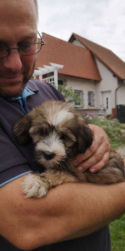 Dogorama Photo Challenge - Hundeblick zum hinschmelzen-Beitrag-Bild