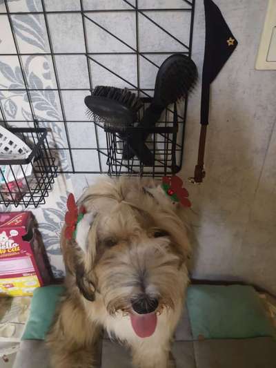 It's beginning to look a lot like.....-Beitrag-Bild