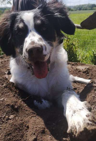 Die besten Hundeblicke 🐾❤️-Beitrag-Bild