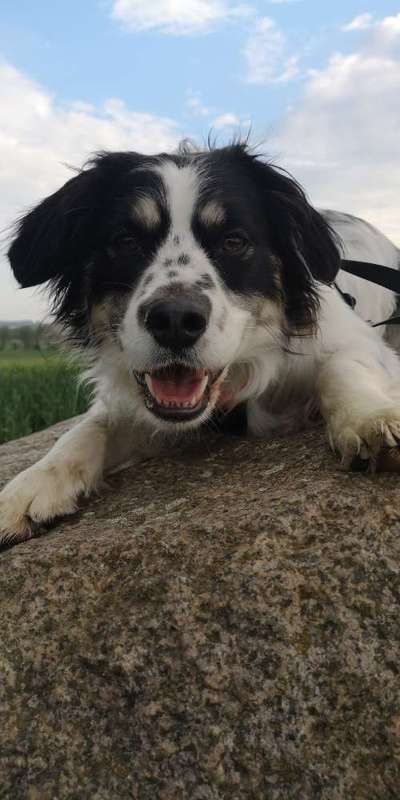 Dogorama Photo Challenge - Hundeblick zum hinschmelzen-Beitrag-Bild