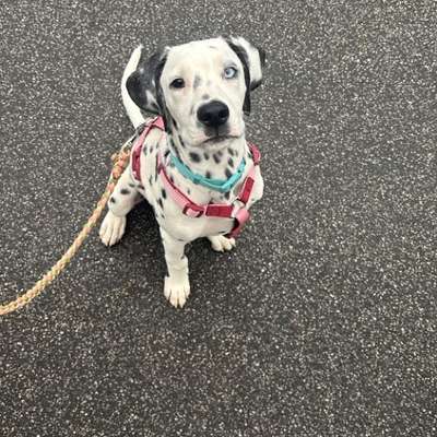 Hundetreffen-Hugo sucht Hundekumpels und Kumpelinen 🫶🏻🐶-Bild