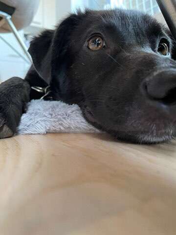 Hunde aus dem Tierschutz/Strassenhunde-Beitrag-Bild