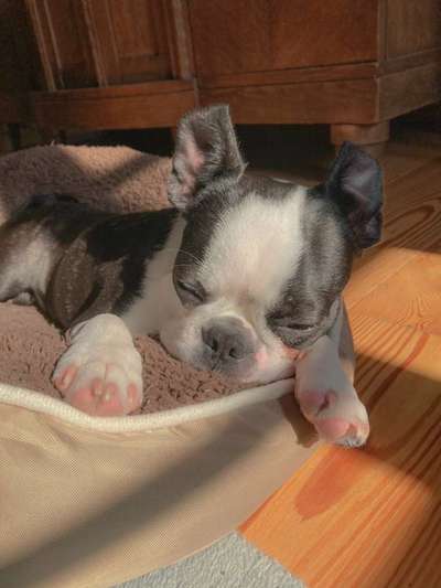 Welpen Bilder !-Beitrag-Bild