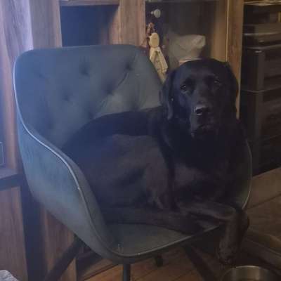 Hundetreffen-Suche Mantrailing mit Trainer in der Ohlsdorf-Bild