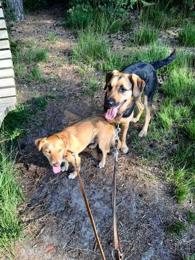 Wie heißt dein Hund?-Beitrag-Bild