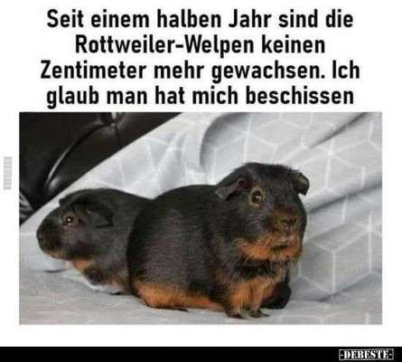 Hunde Memes-Beitrag-Bild