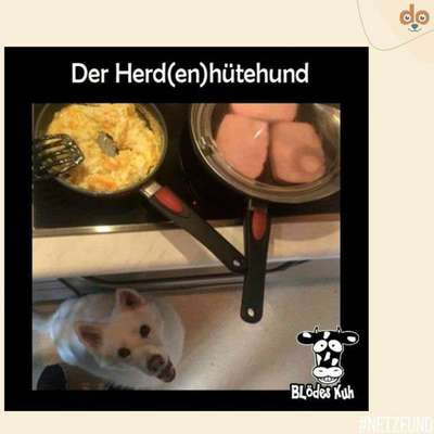 Hunde Memes-Beitrag-Bild