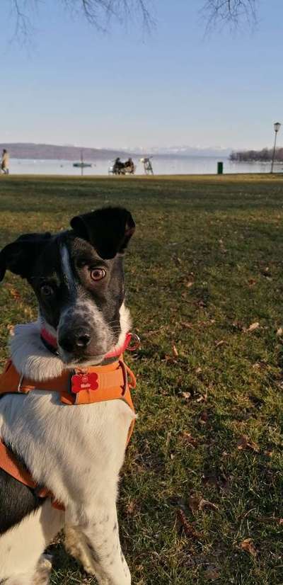 Dogorama-Monats-Challenge-Mai "Wasser"-Beitrag-Bild