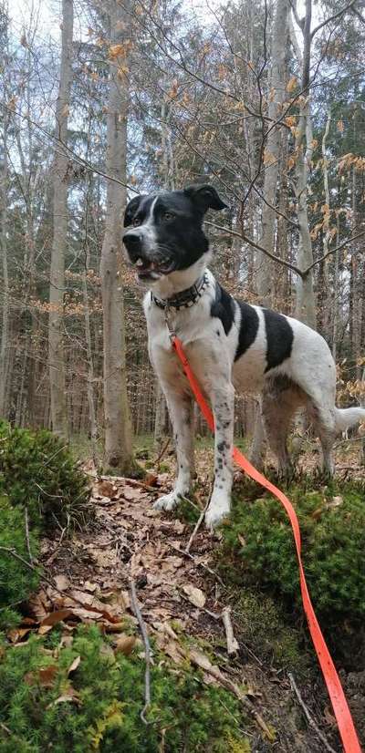 Dogorama Photo Challenge - Märchenwald-Beitrag-Bild