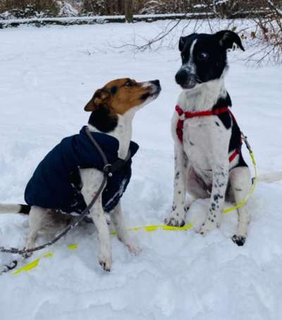 Die Dogorama Kalender Challenge Teil 2/4-Beitrag-Bild