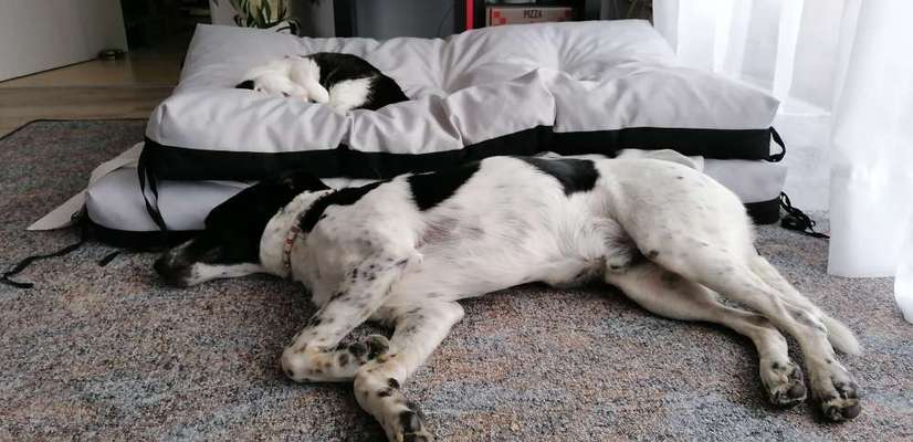 98.Fotochallange  - Hunde zeigen Zuneigung-Beitrag-Bild