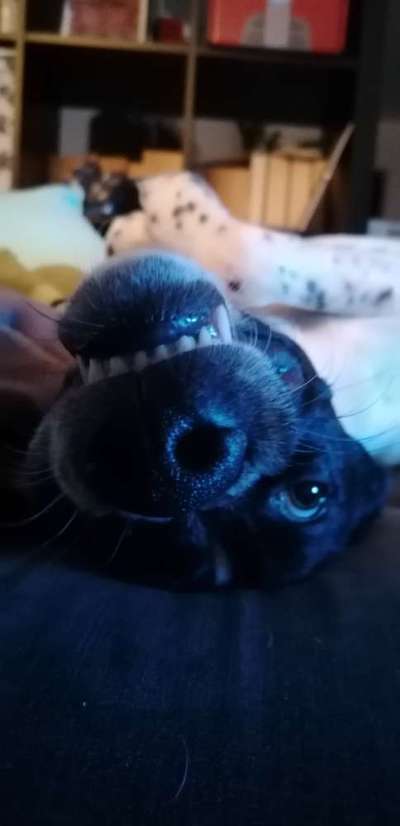 Die Dogorama Wochen Challenge-Beitrag-Bild