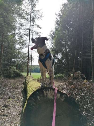 Foto -Challenge  Thema : Dein Hund Im Wald-Beitrag-Bild