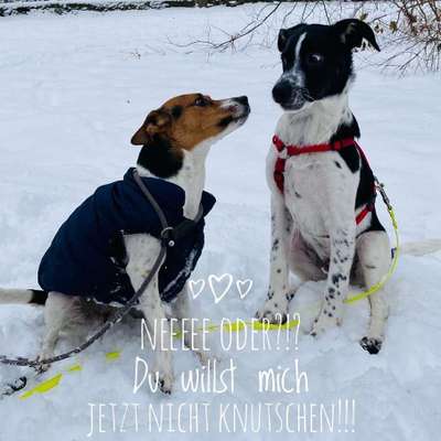 Bester Freund, Hundekumpel - zeigt her!-Beitrag-Bild