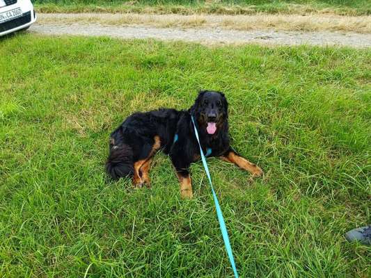 Hundetreffen-Resozialisierung und Spaziergang-Bild