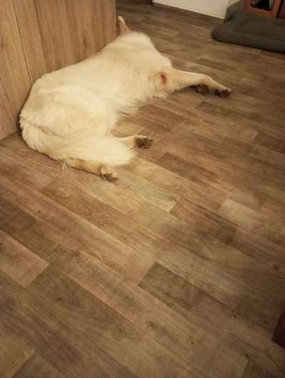 Zu viel Geschiss (Getue) um den Hund?-Beitrag-Bild