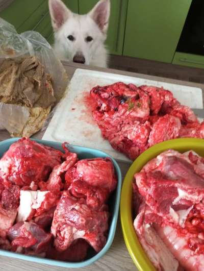 TierschutzhundeStammtisch🐕-Beitrag-Bild