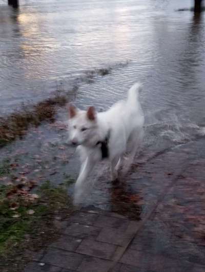 TierschutzhundeStammtisch🐕-Beitrag-Bild
