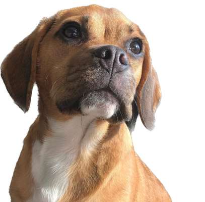 Mischlinge raten - Rätselspaß-Beitrag-Bild