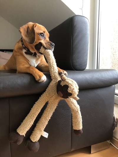 Fotosammlung: ,,Der natürliche Hund" Unbearbeitet, ungestellt und in Natura-Beitrag-Bild