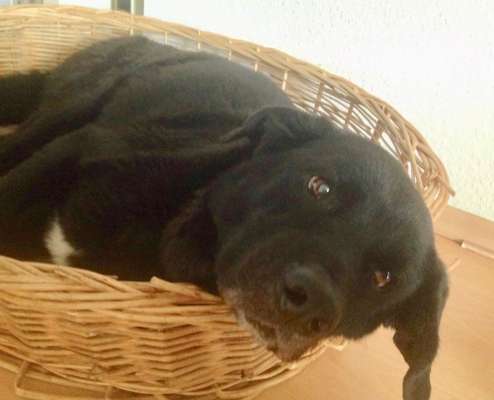 Unsere Fellnasen im Regenbogenland-Beitrag-Bild