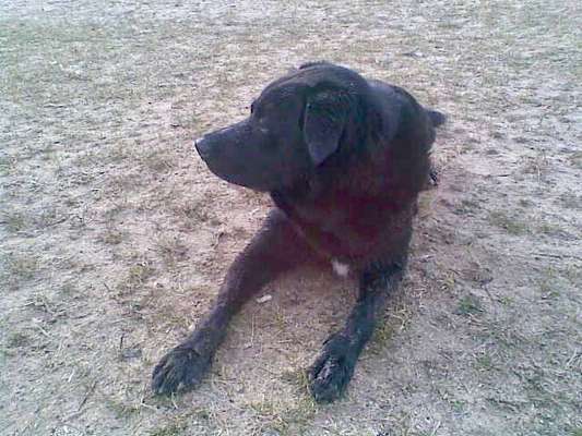 Unsere Fellnasen im Regenbogenland-Beitrag-Bild