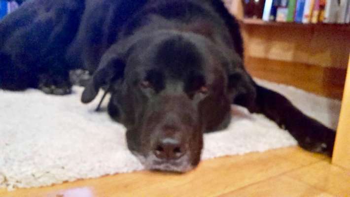 eure Spitznamen für die Vierbeiner-Beitrag-Bild