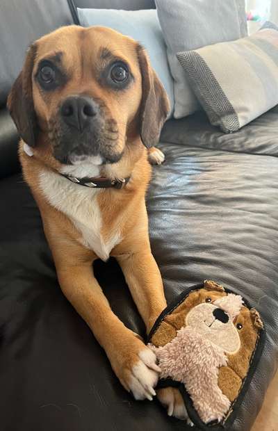 Mischlinge raten - Rätselspaß-Beitrag-Bild