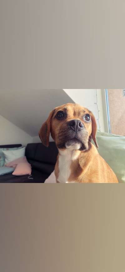 Gibt es hier Beagle in der Gruppe?-Beitrag-Bild