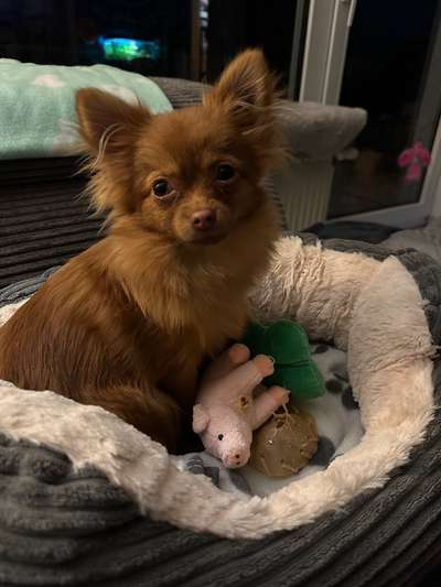 Mischlinge raten - Rätselspaß-Beitrag-Bild