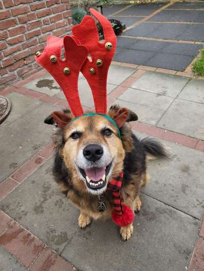 It's beginning to look a lot like.....-Beitrag-Bild