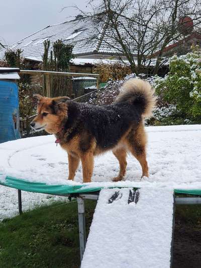 Mudi - Gibt es hier noch weitere ungarische Paprikas?-Beitrag-Bild