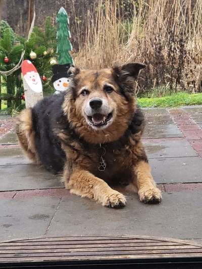 Mischlingshunde Foto Aufruf-Beitrag-Bild