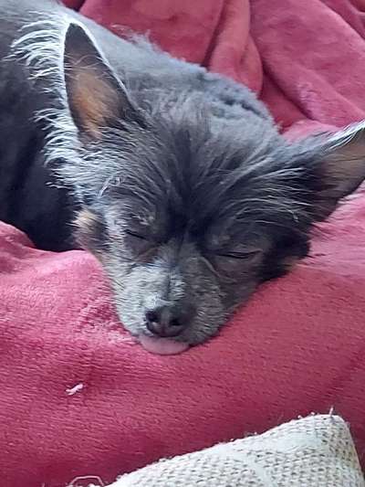 Zeigt mir die tollste Nahaufnahme von eurer Fellnase-Beitrag-Bild