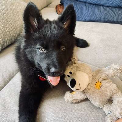 Hundetreffen-Welpentreffen-Bild