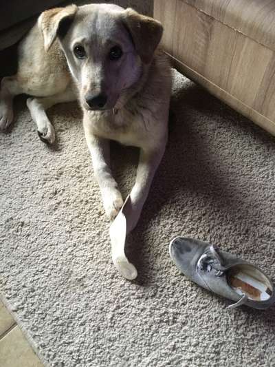 Labradorfans-Beitrag-Bild