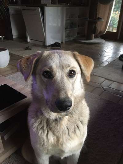 Labradorfans-Beitrag-Bild