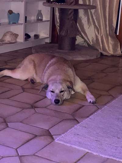 Labradorfans-Beitrag-Bild